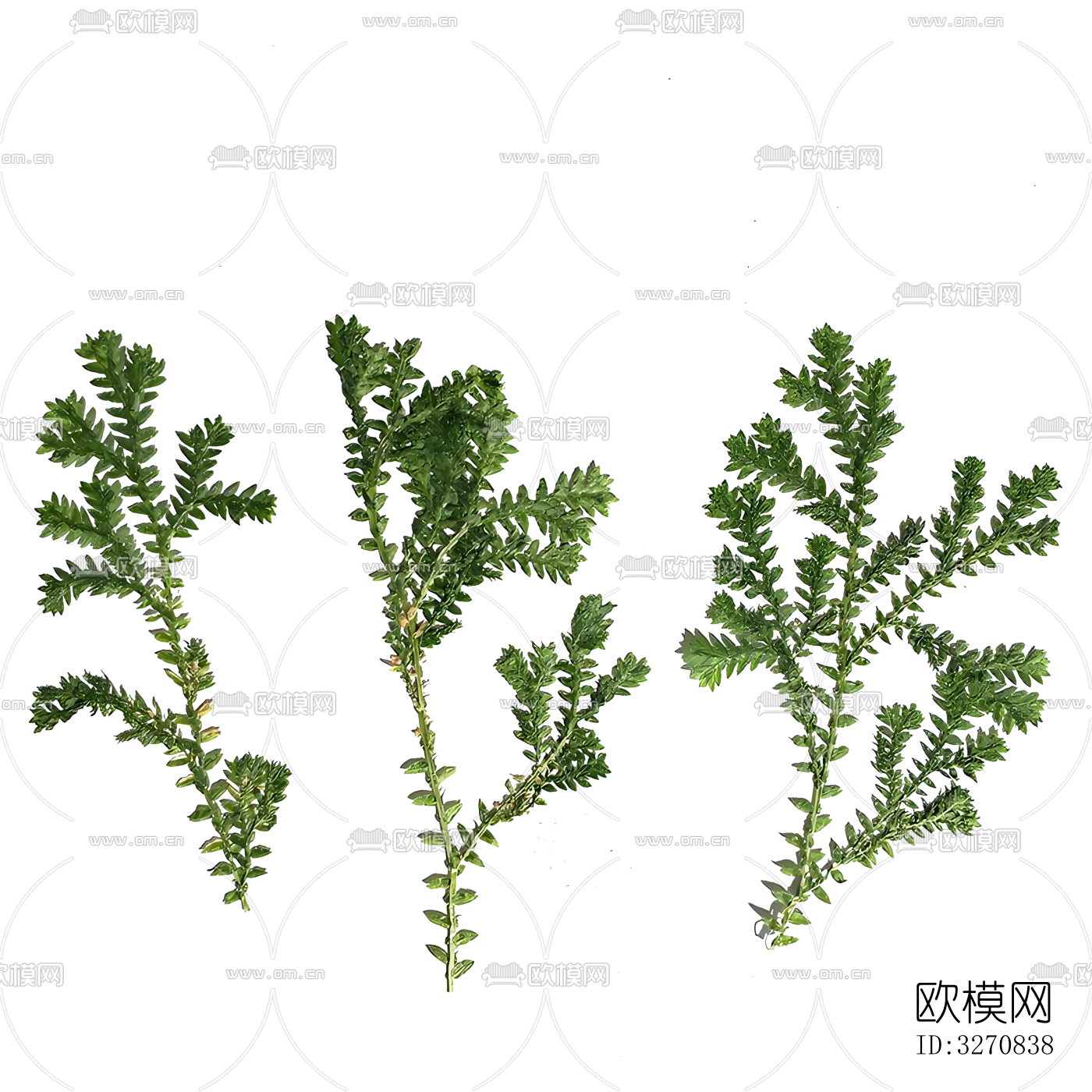 植物 树叶 花草标本下载（渲染图7）