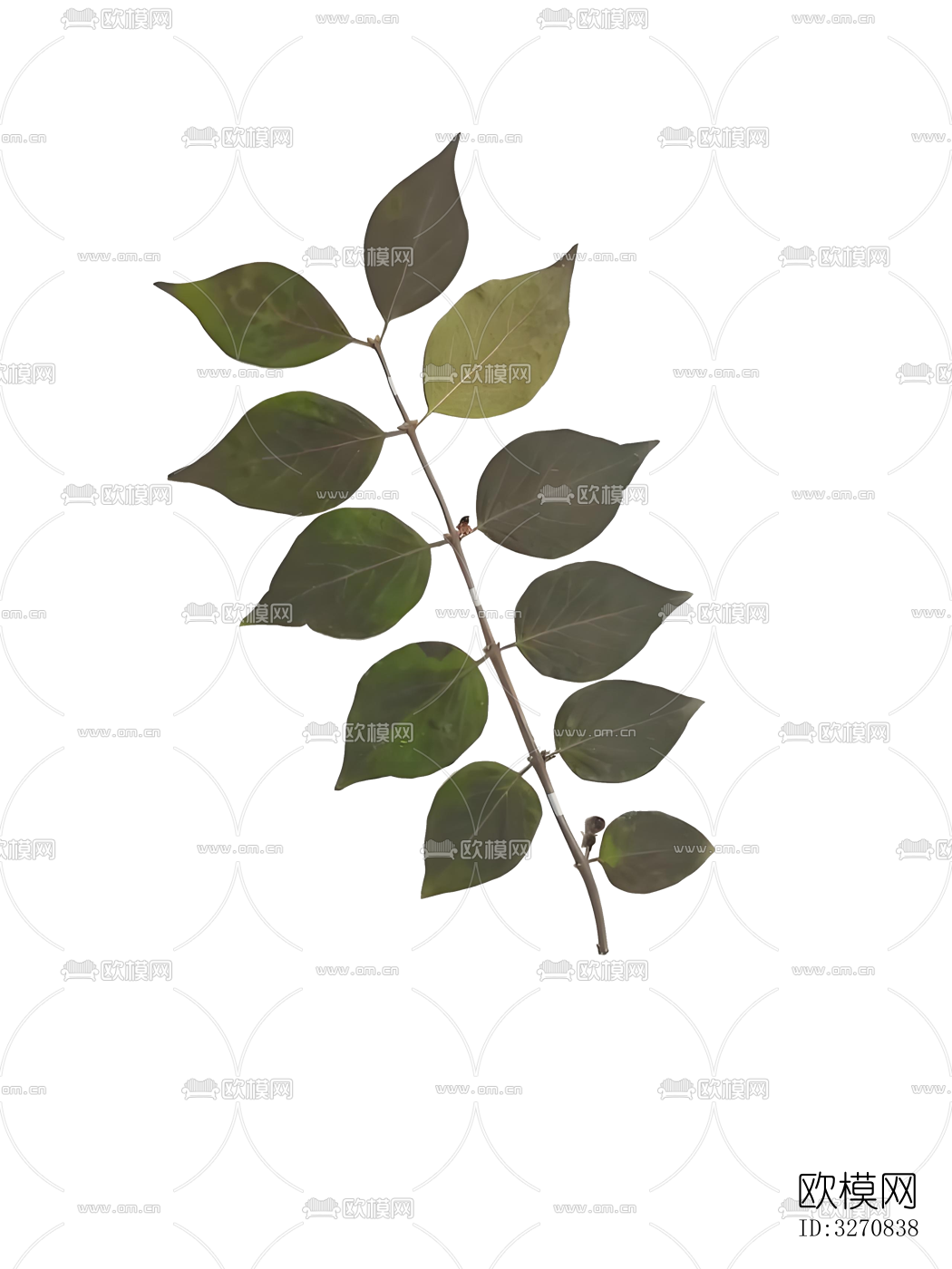 植物 树叶 花草标本下载（渲染图1）