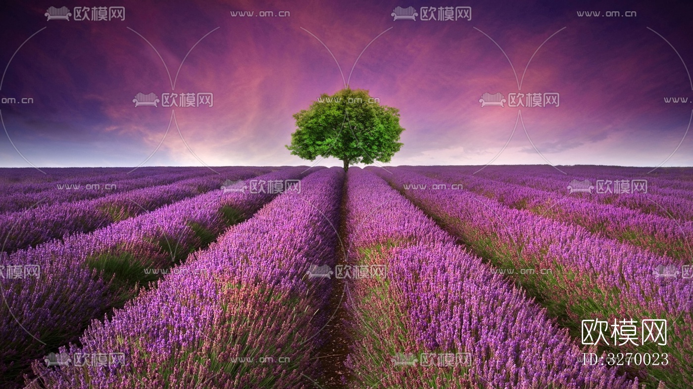 薰衣草花田下载