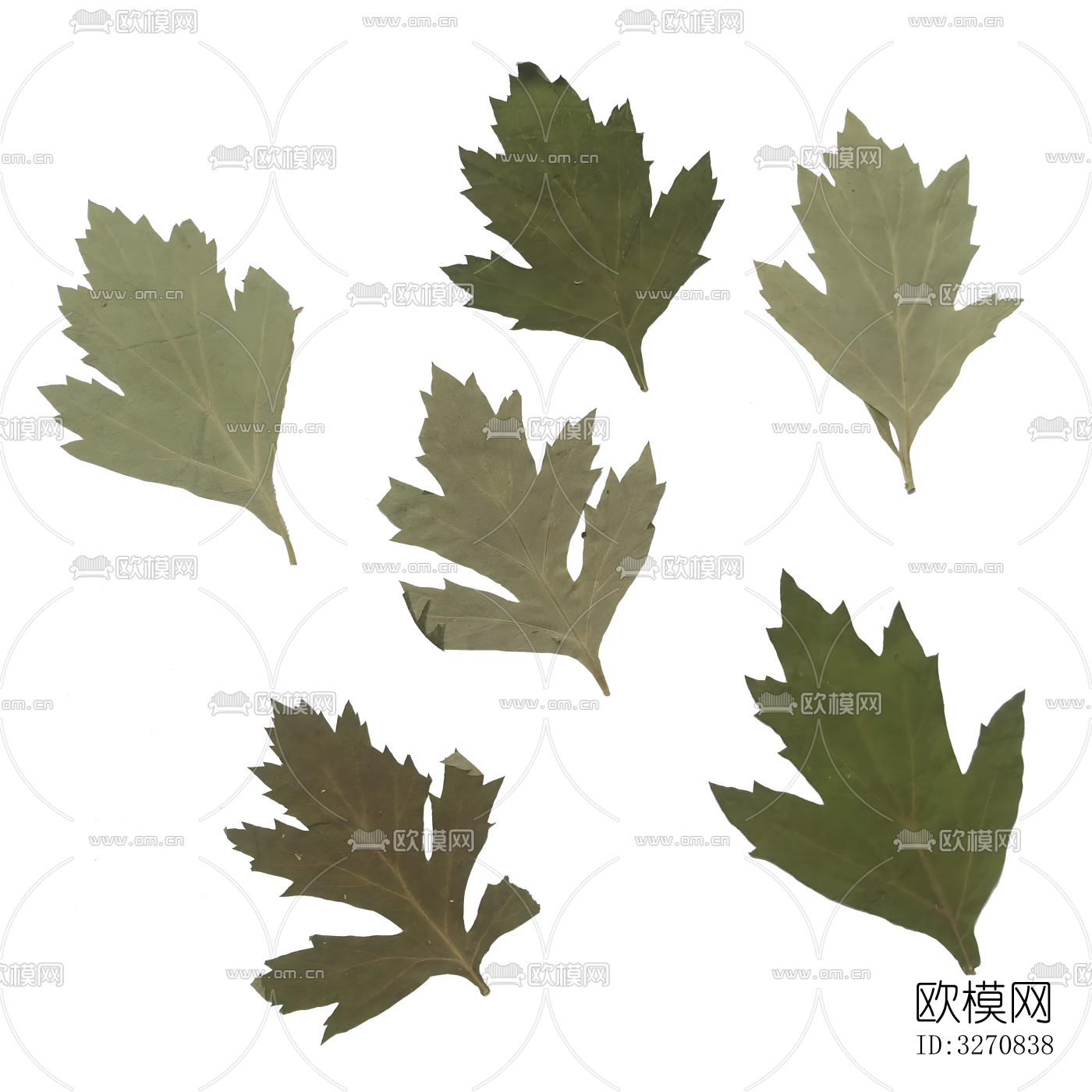 植物 树叶 花草标本下载（渲染图6）