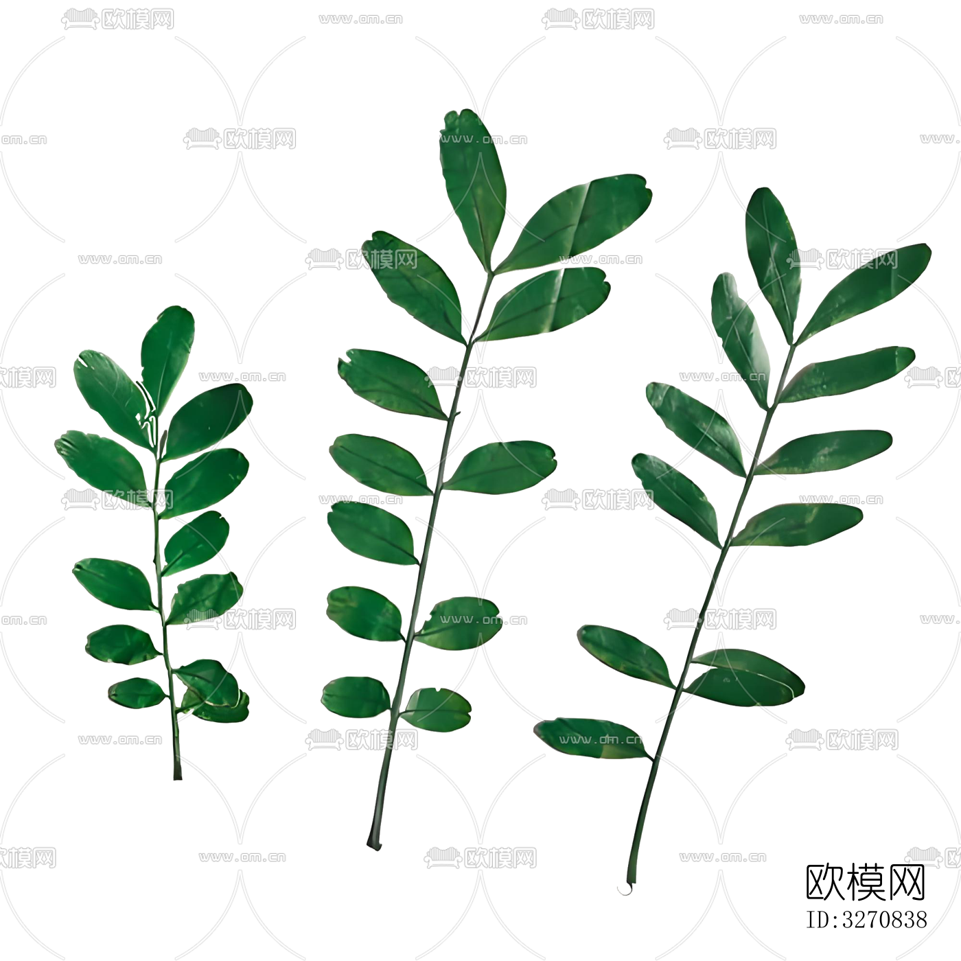 植物 树叶 花草标本下载（渲染图2）