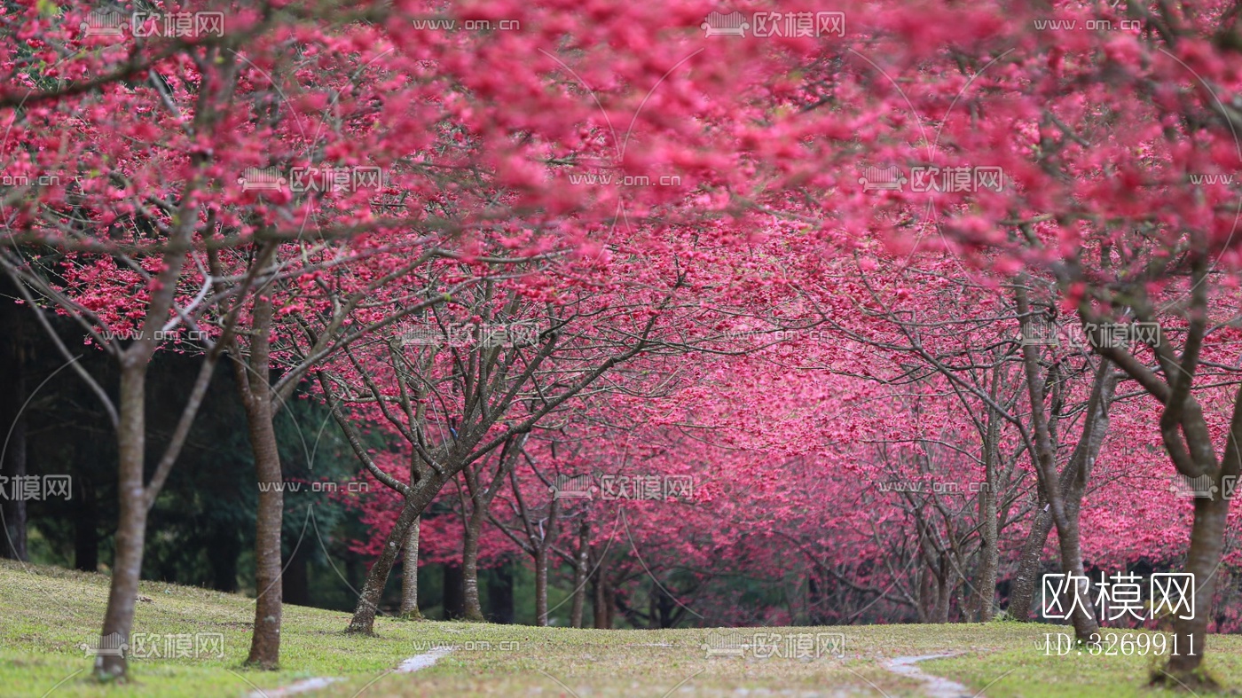 林间樱花风景下载