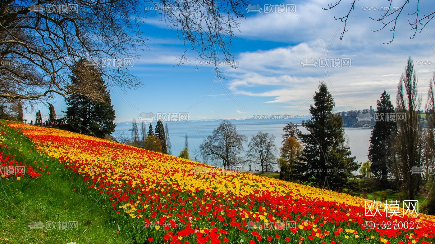 郁金香花海下载