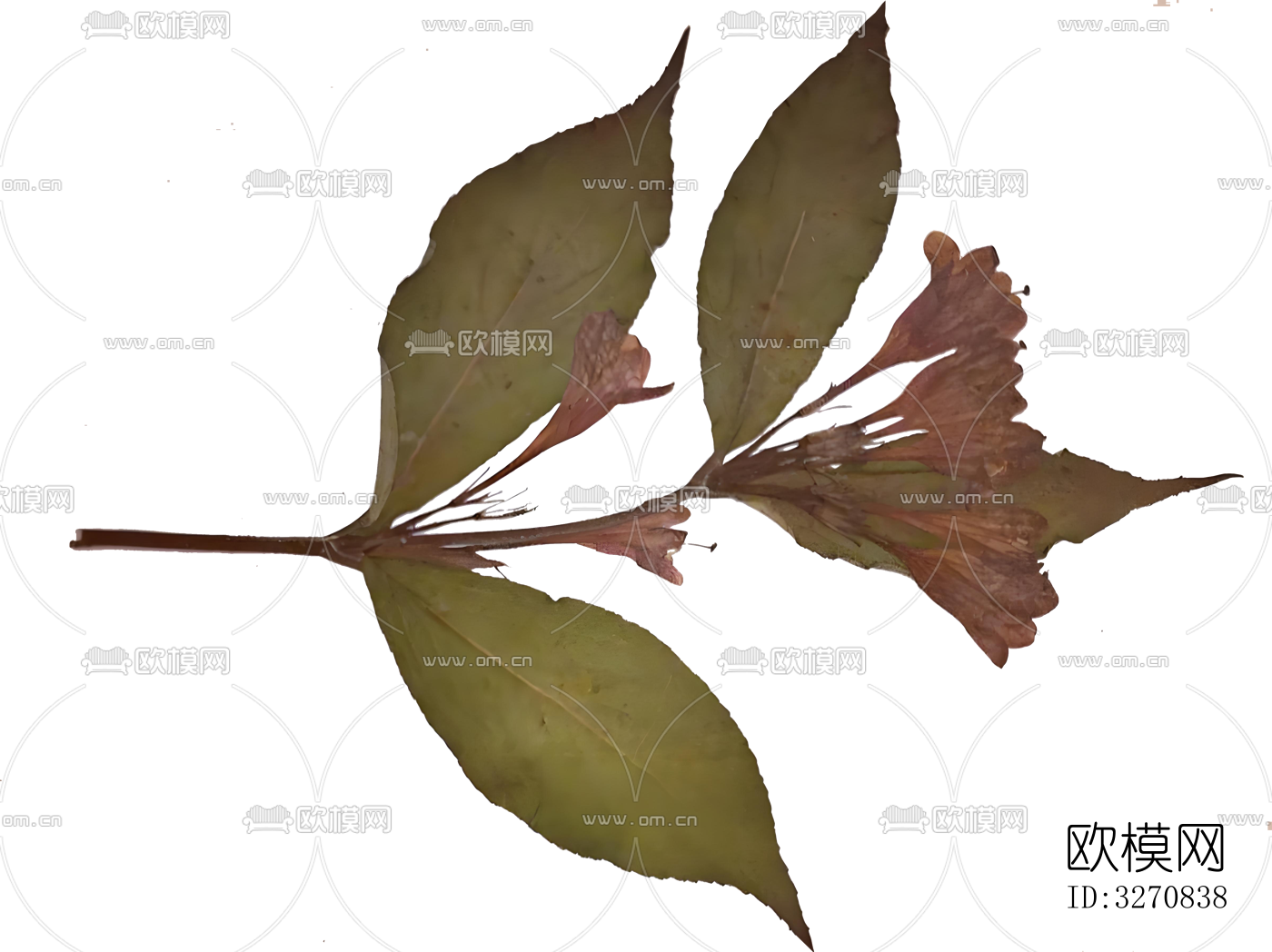 植物 树叶 花草标本下载（渲染图5）