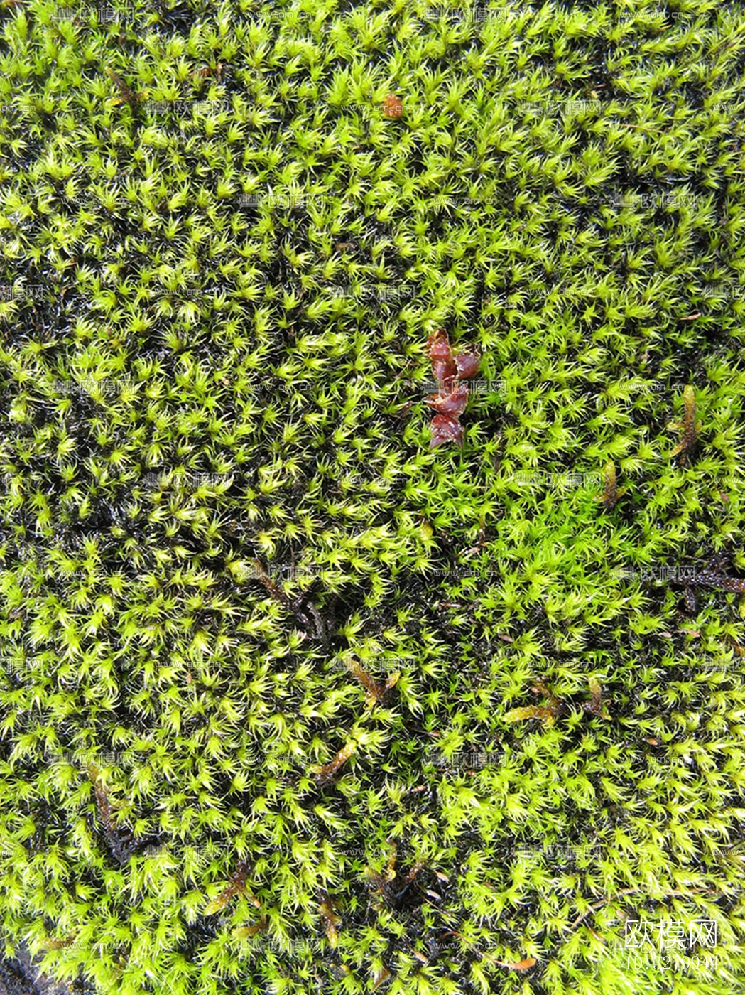 植物墙装饰下载（渲染图7）