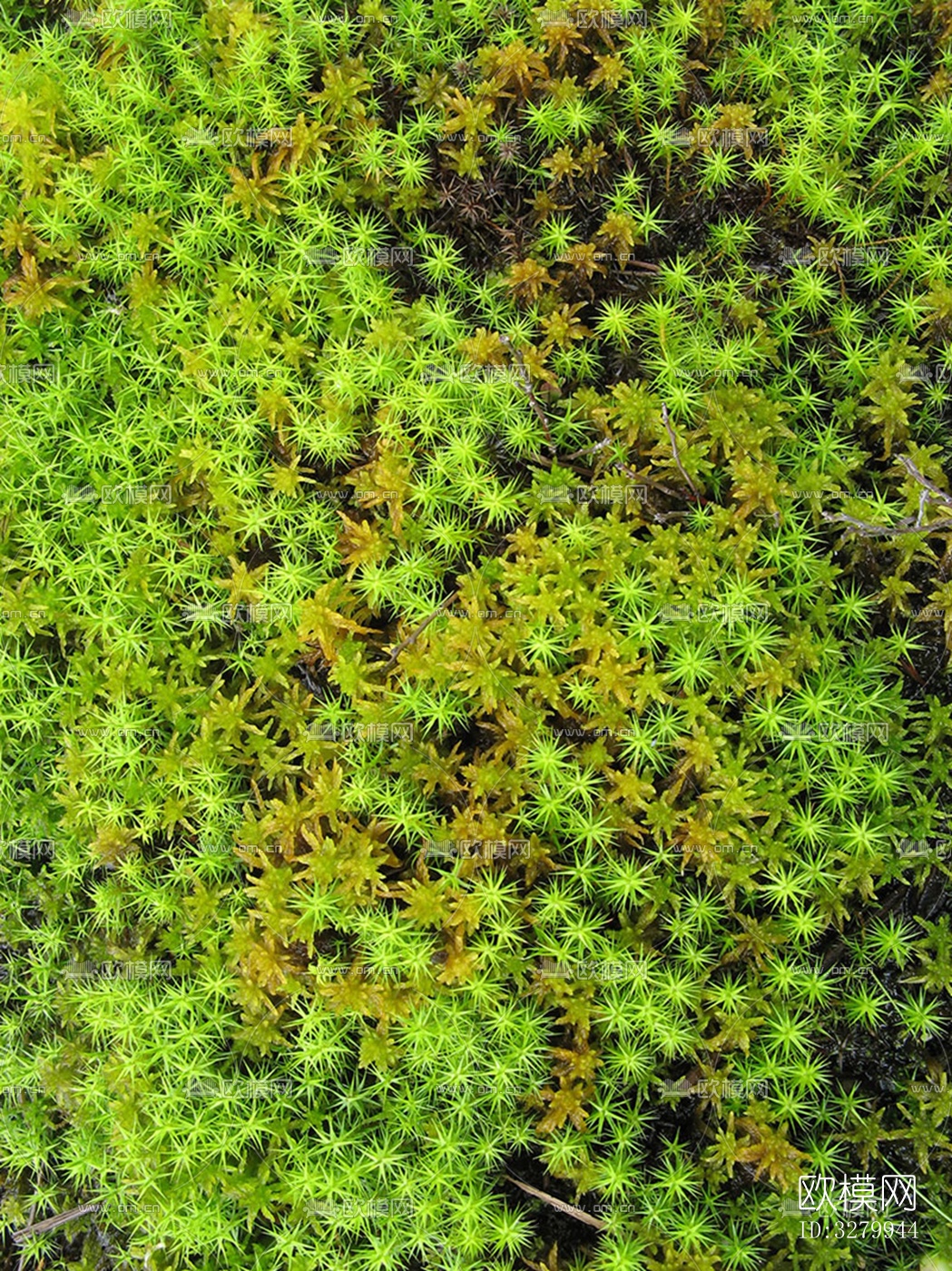 植物墙装饰下载（渲染图4）