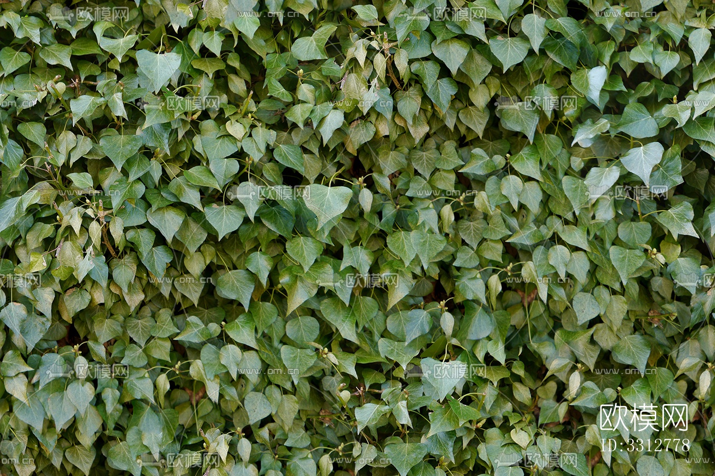 无缝绿色景观草地灌木植物树篱笆墙面下载
