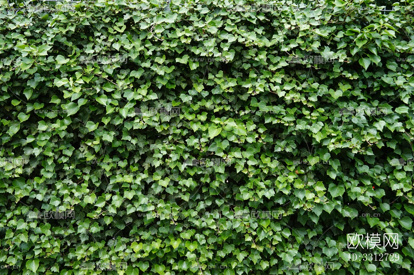 绿色爬墙植物下载