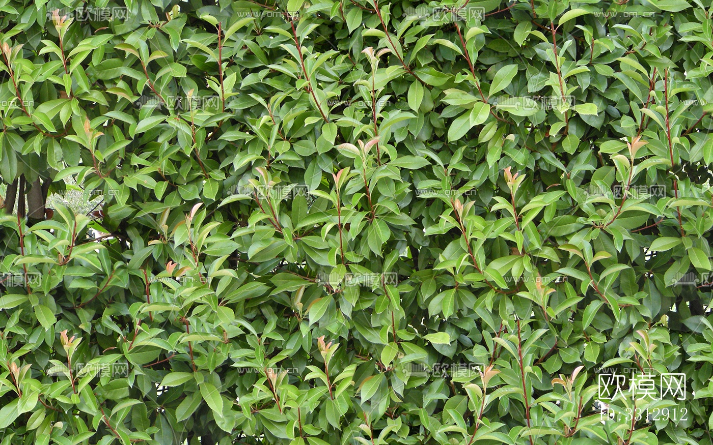 无缝绿色景观草地灌木植物树篱笆墙面下载