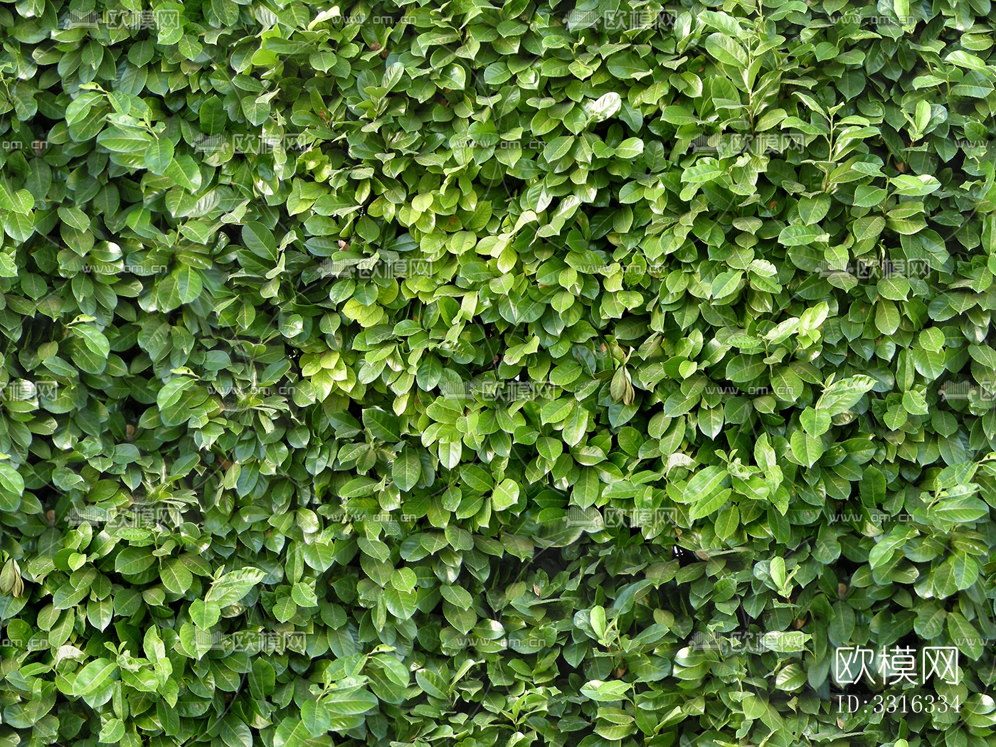 无缝绿色景观草地灌木植物树篱笆墙面下载
