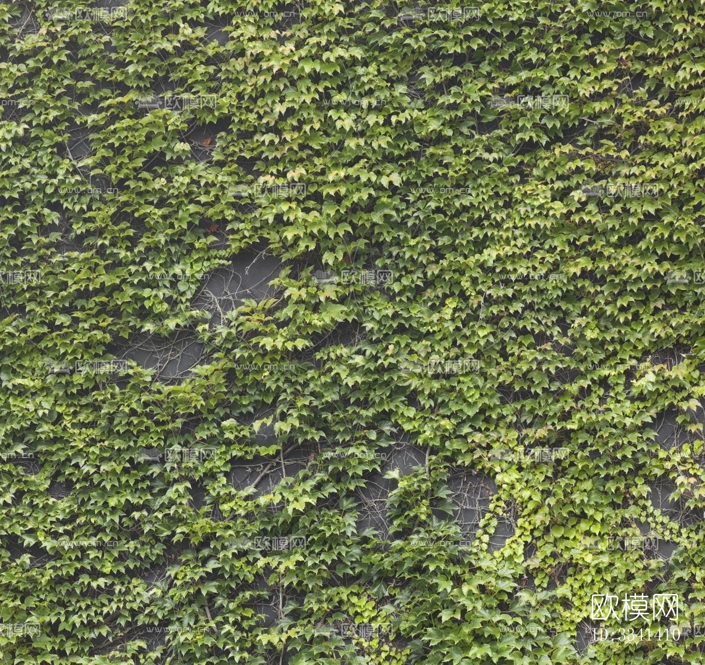 植物墙绿植墙下载