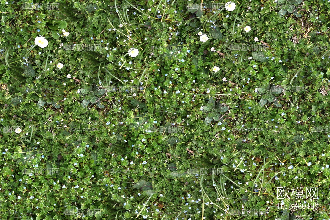 无缝园林庭院景观花园田野小雏菊花卉鲜花绿植草坪草地草皮地面下载