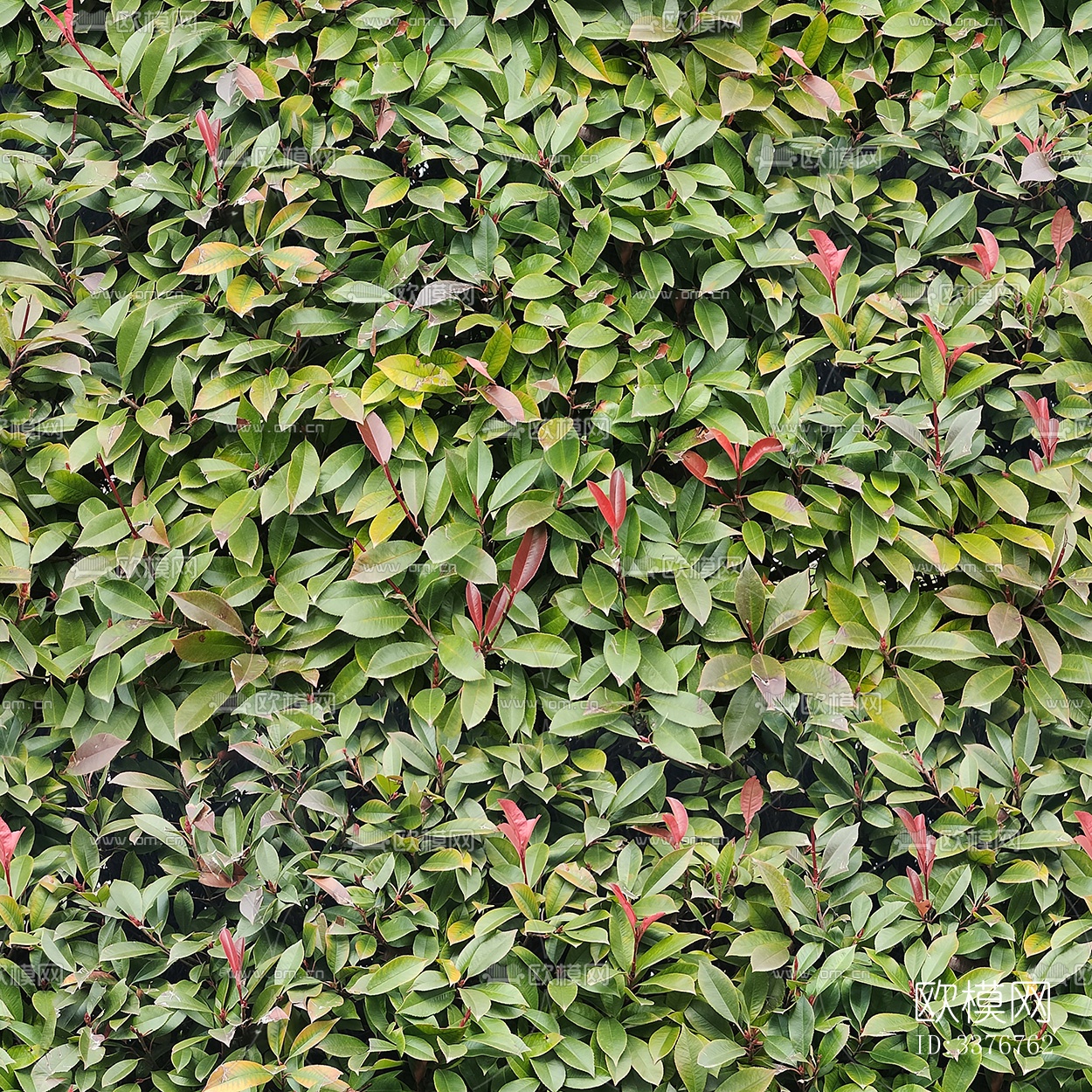 无缝绿色景观草地灌木植物树篱笆墙面下载