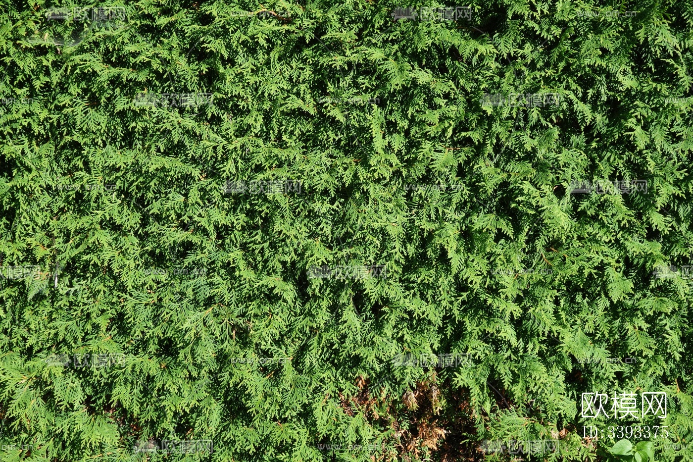 侧柏 绿植 灌木丛贴图下载