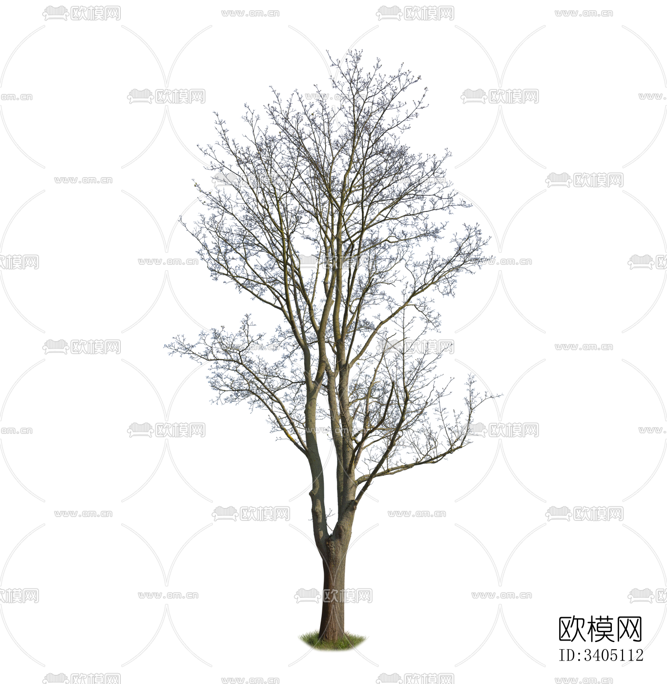 png免抠室外枯树 景观乔木 落叶树 植物下载