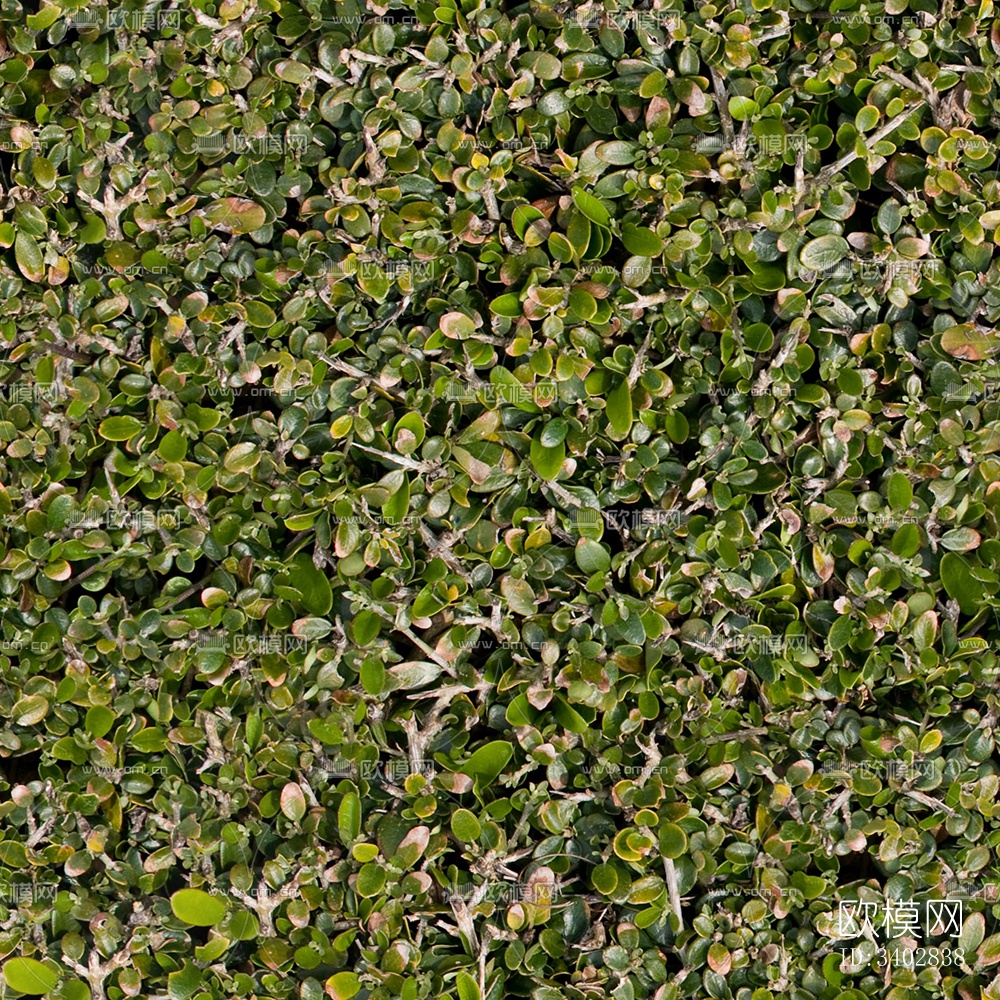 无缝绿色景观草地灌木植物树篱笆墙面下载