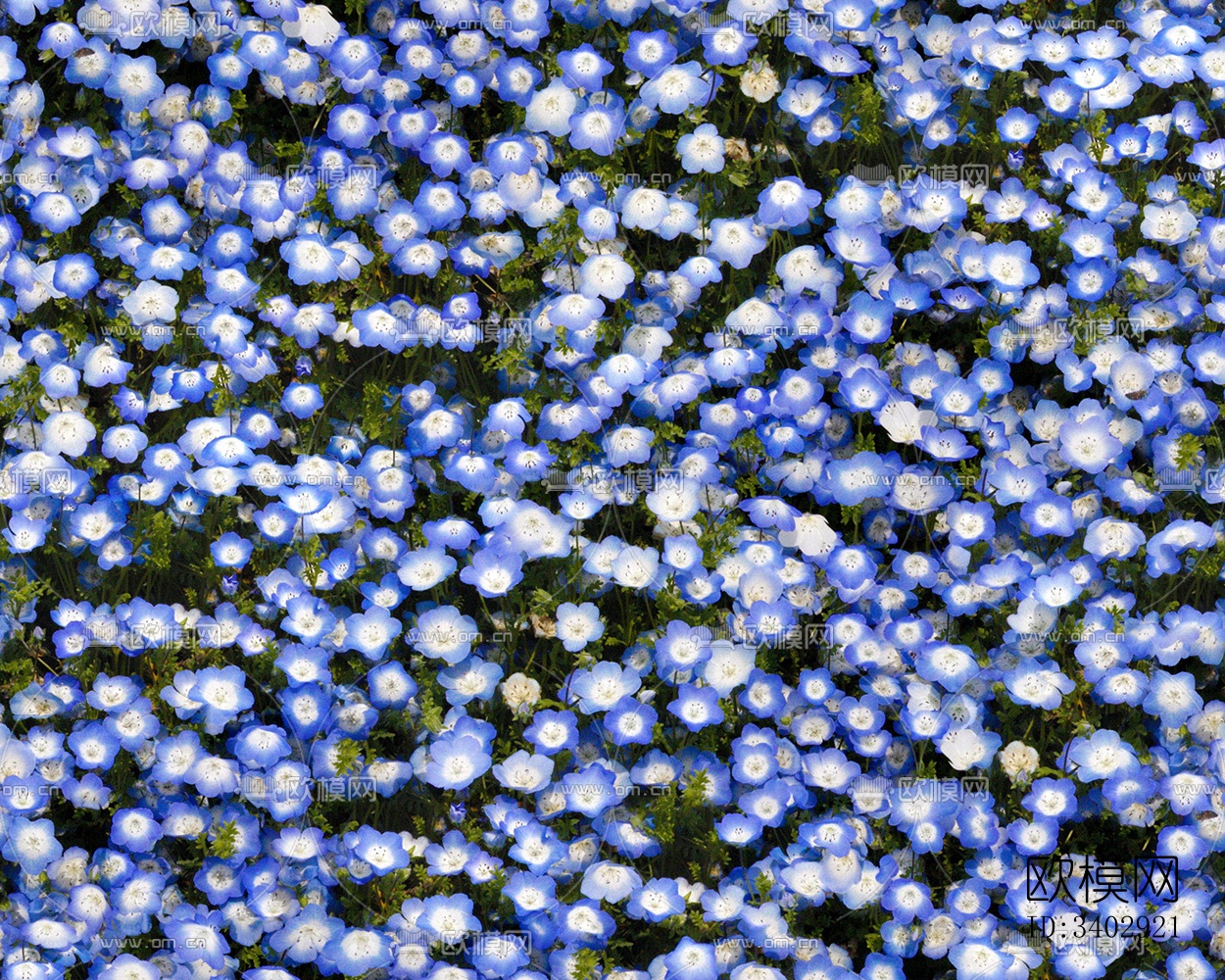 无缝园林庭院景观花园田野蓝色花卉鲜花绿植草坪草地草皮地面墙面下载