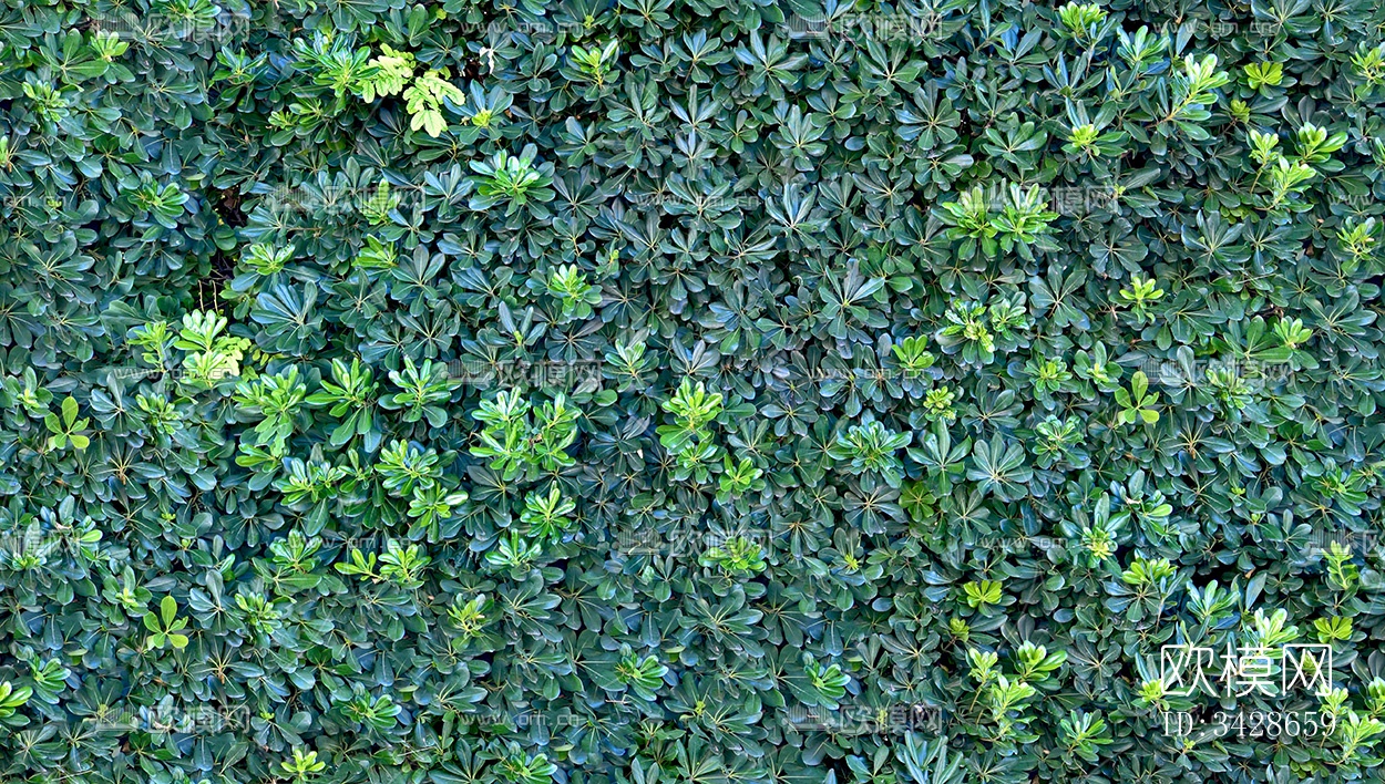 无缝绿色景观草地灌木植物树篱笆墙面下载