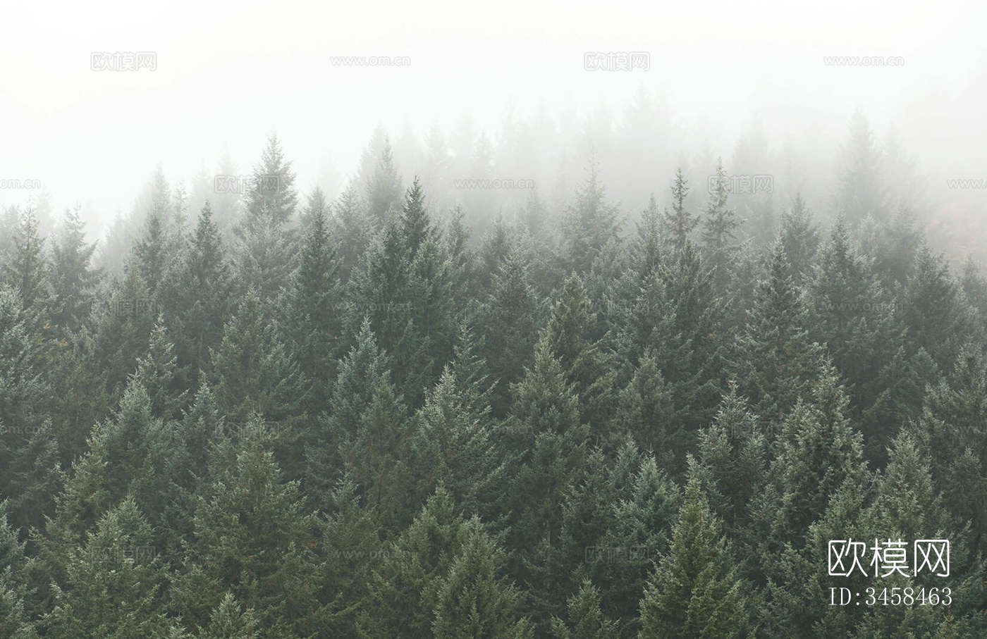 森林树林外景贴图下载