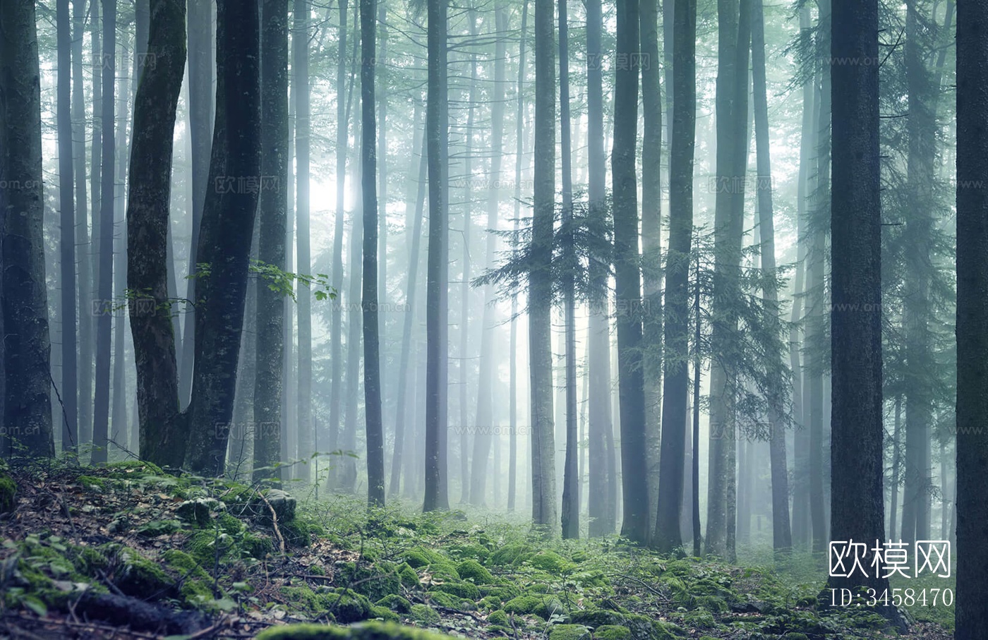 森林树林外景贴图下载