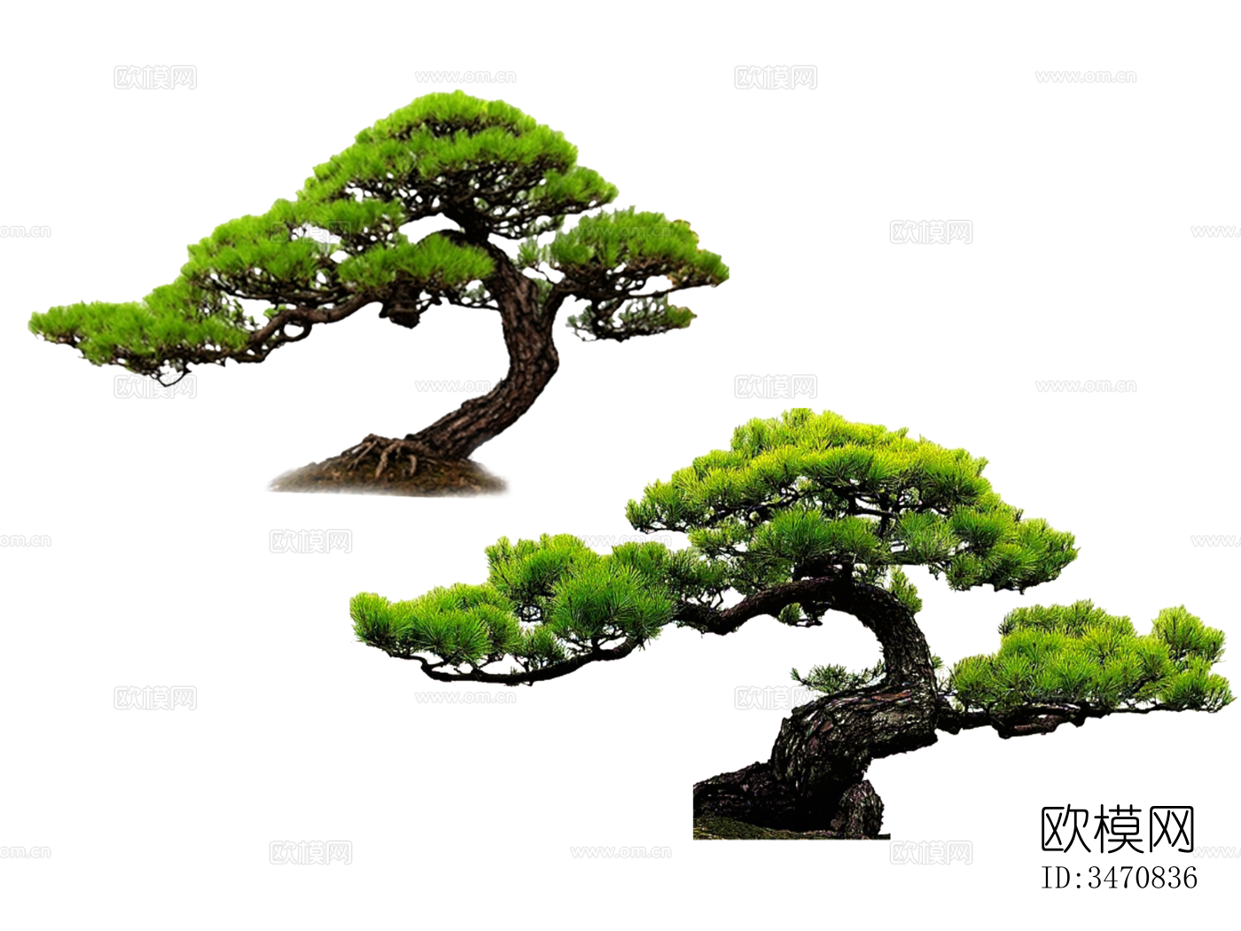 罗汉松PNG免抠 造型松 黑松 迎客松 造型树 观赏树 景观