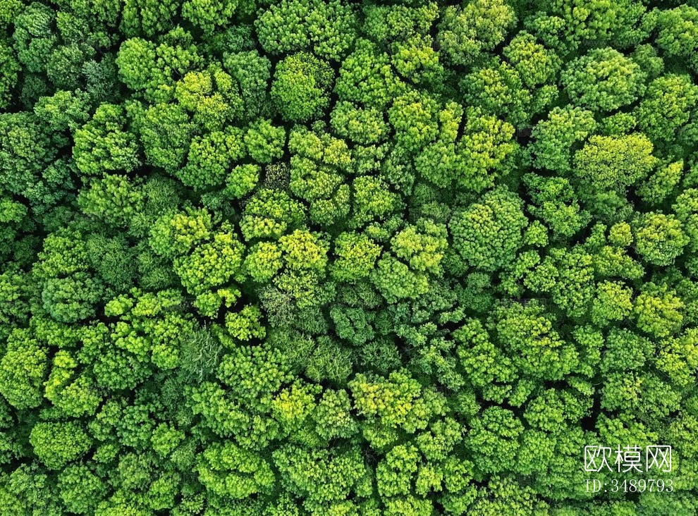 竞赛风树群 绿色森林俯视图下载