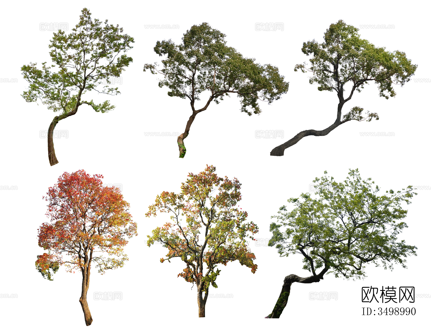 乌桕树PNG免抠 歪脖子树 朴树 丛生树 造型树 观赏树 景下载