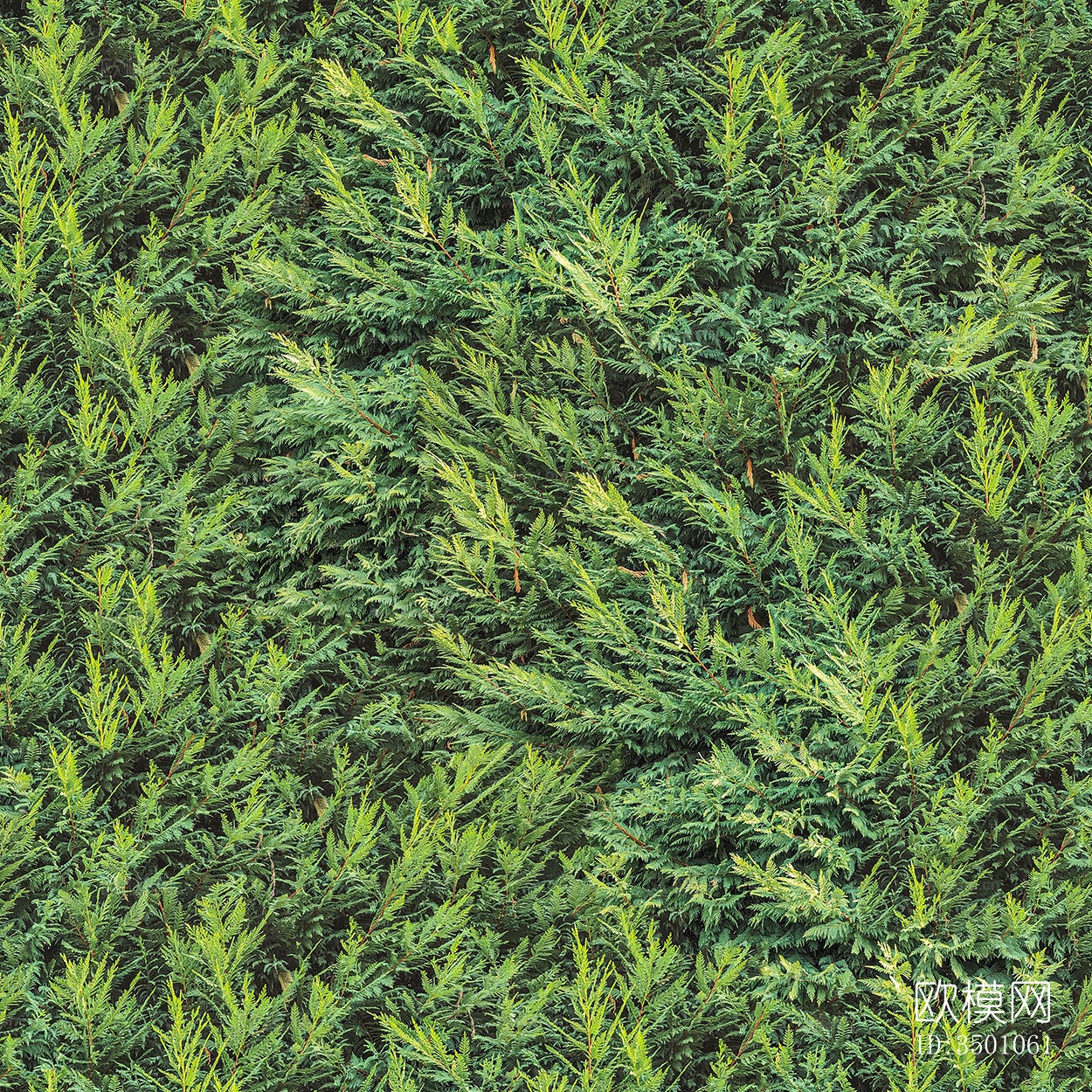 无缝绿色景观草地灌木植物树篱笆墙面下载