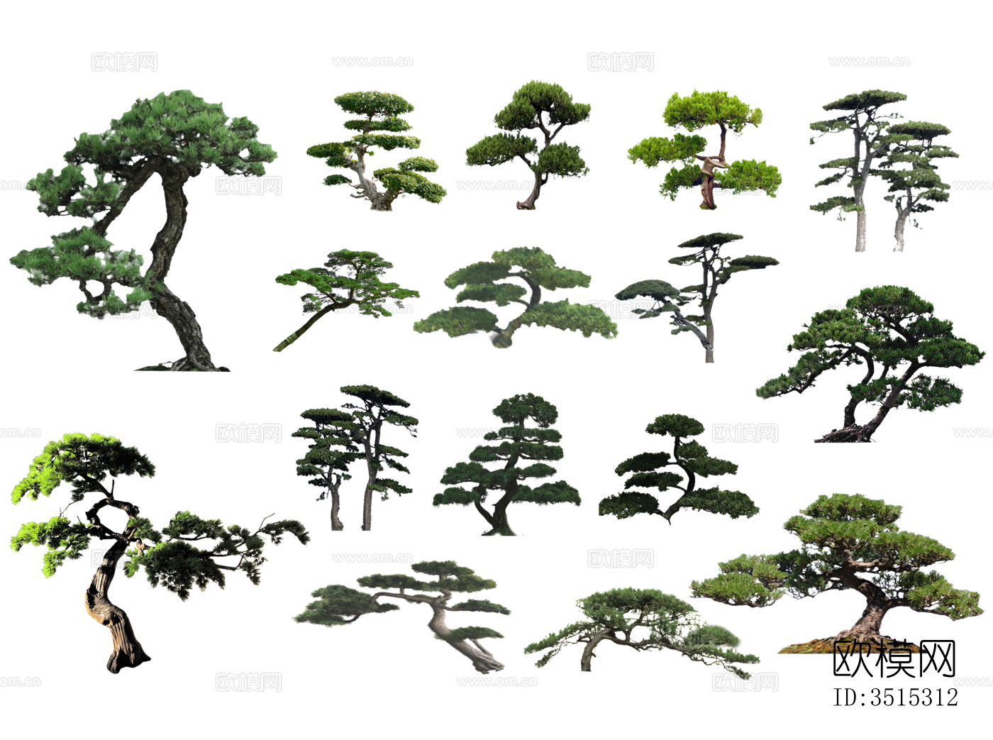 黑松PNG免抠 造型松 罗汉松 迎客松 造型树 观赏树 景观