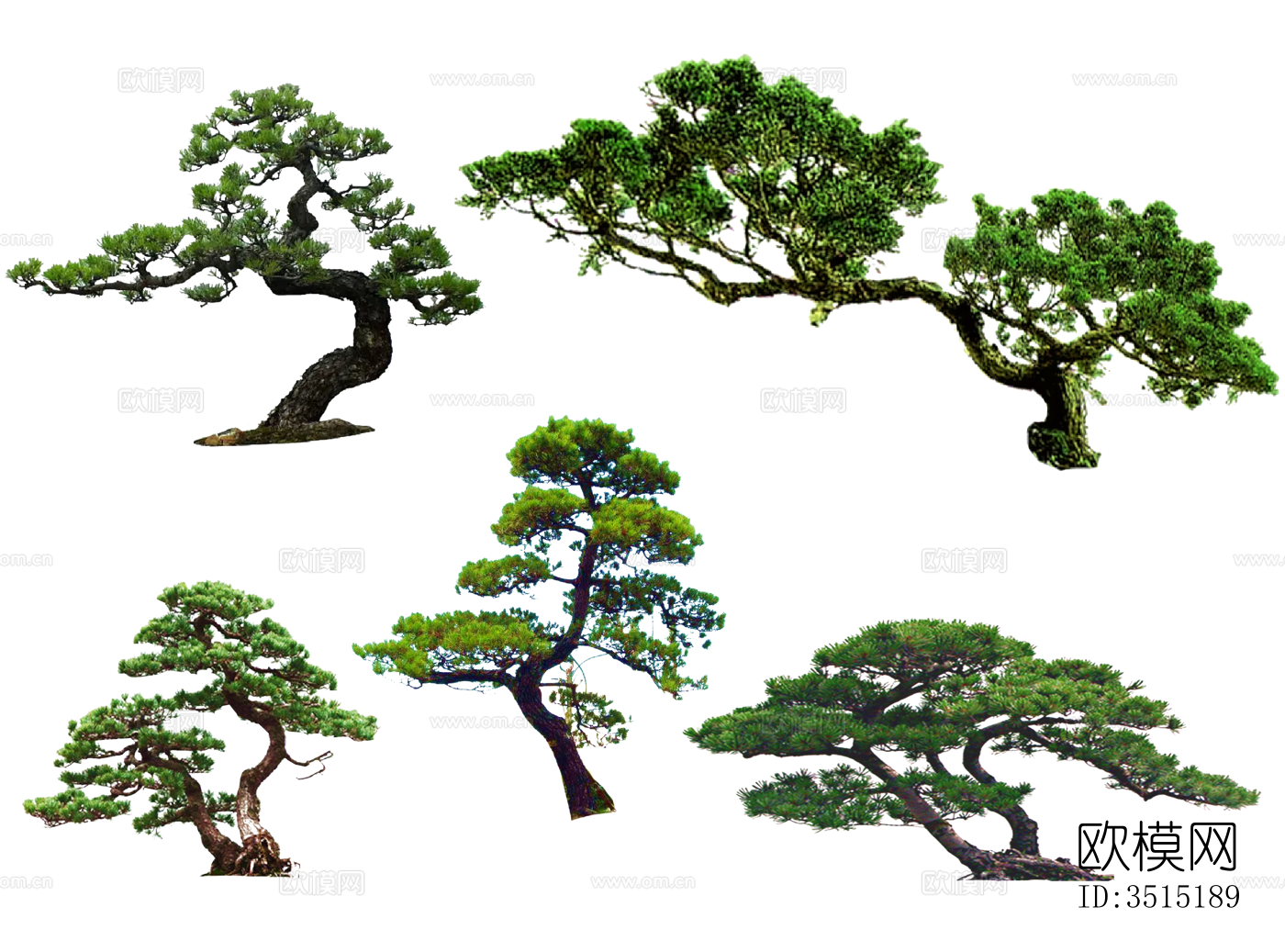 造型松PNG免抠 罗汉松 黑松 迎客松 造型树 观赏树 景观