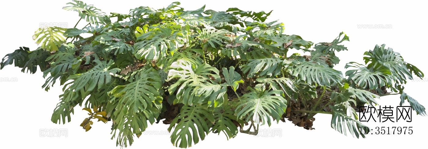 免扣素材 常绿乔木 热带植物下载