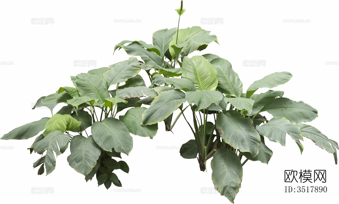 免扣素材 常绿乔木 热带植物下载