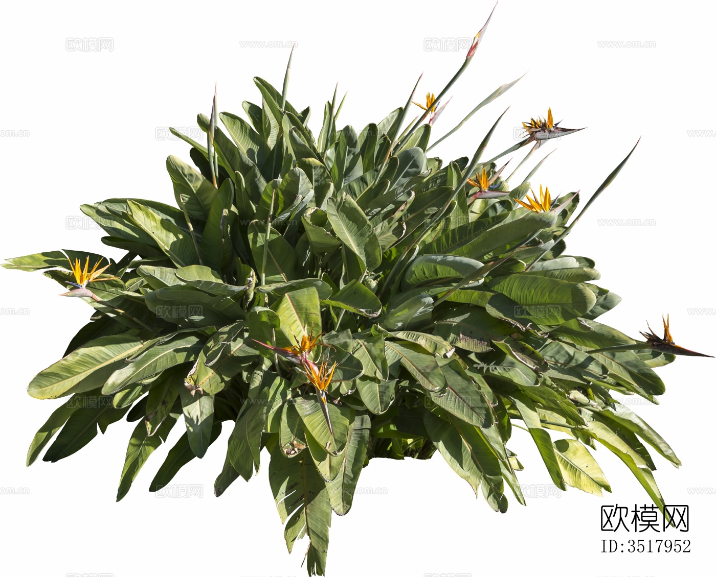 免扣素材 常绿乔木 热带植物下载