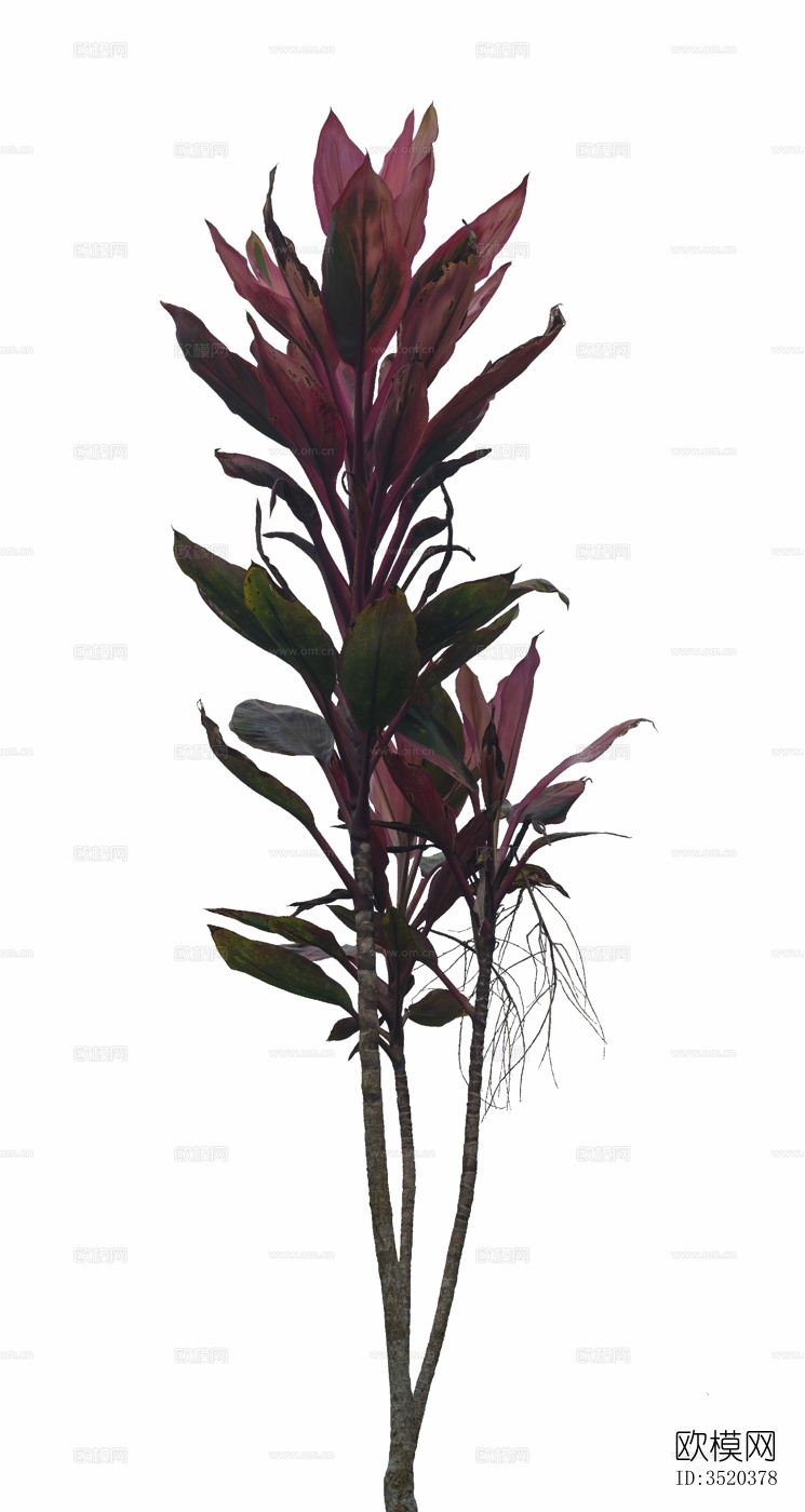 免扣素材 常绿乔木 热带植物下载