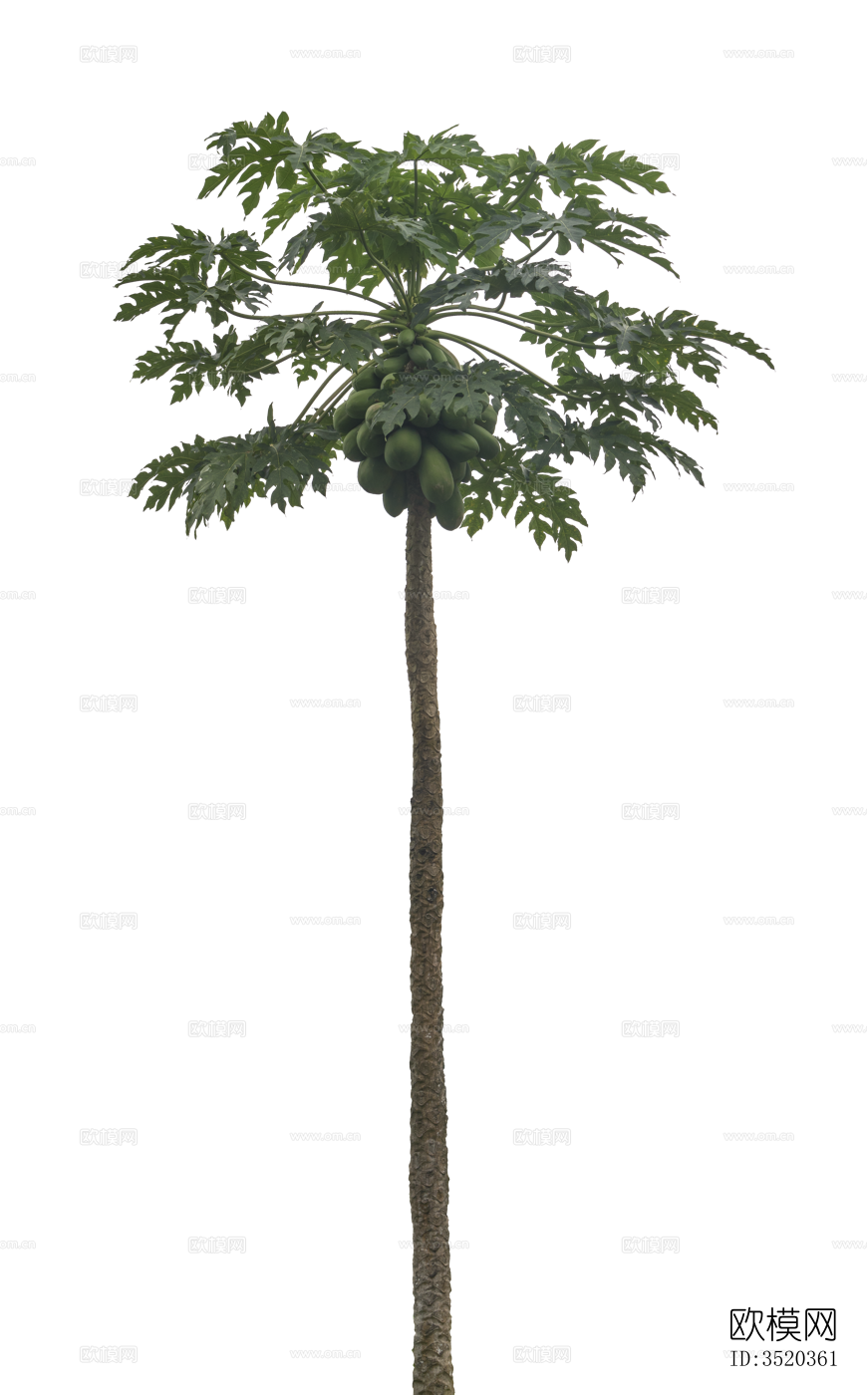 免扣素材 常绿乔木 热带植物下载