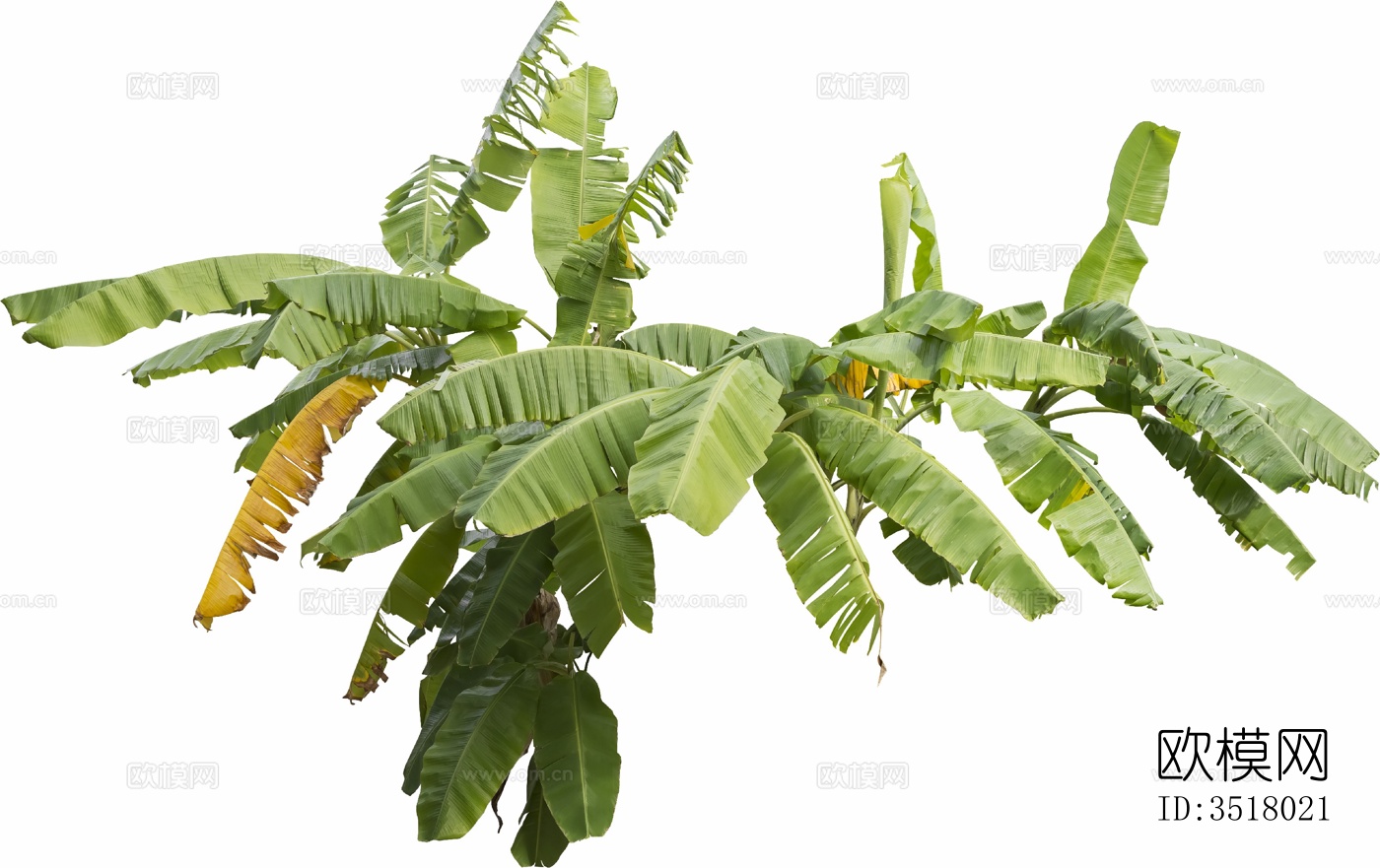 免扣素材 常绿乔免扣素材 常绿乔木 热带植物木 热带植物下载