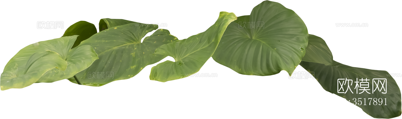 免扣素材 常绿乔木 热带植物下载