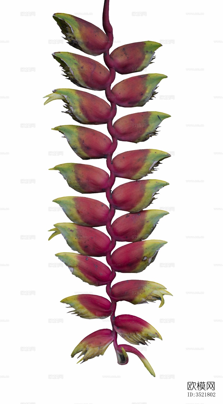 免扣素材 常绿乔木 热带植物下载