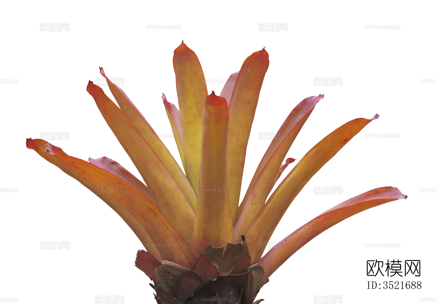 免扣素材 常绿乔木 热带植物下载