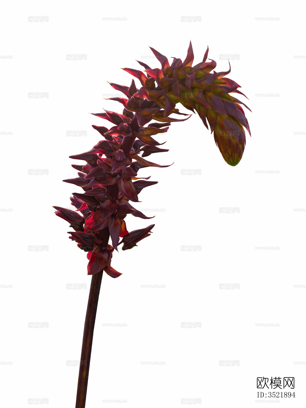 免扣素材 常绿乔木 热带植物下载