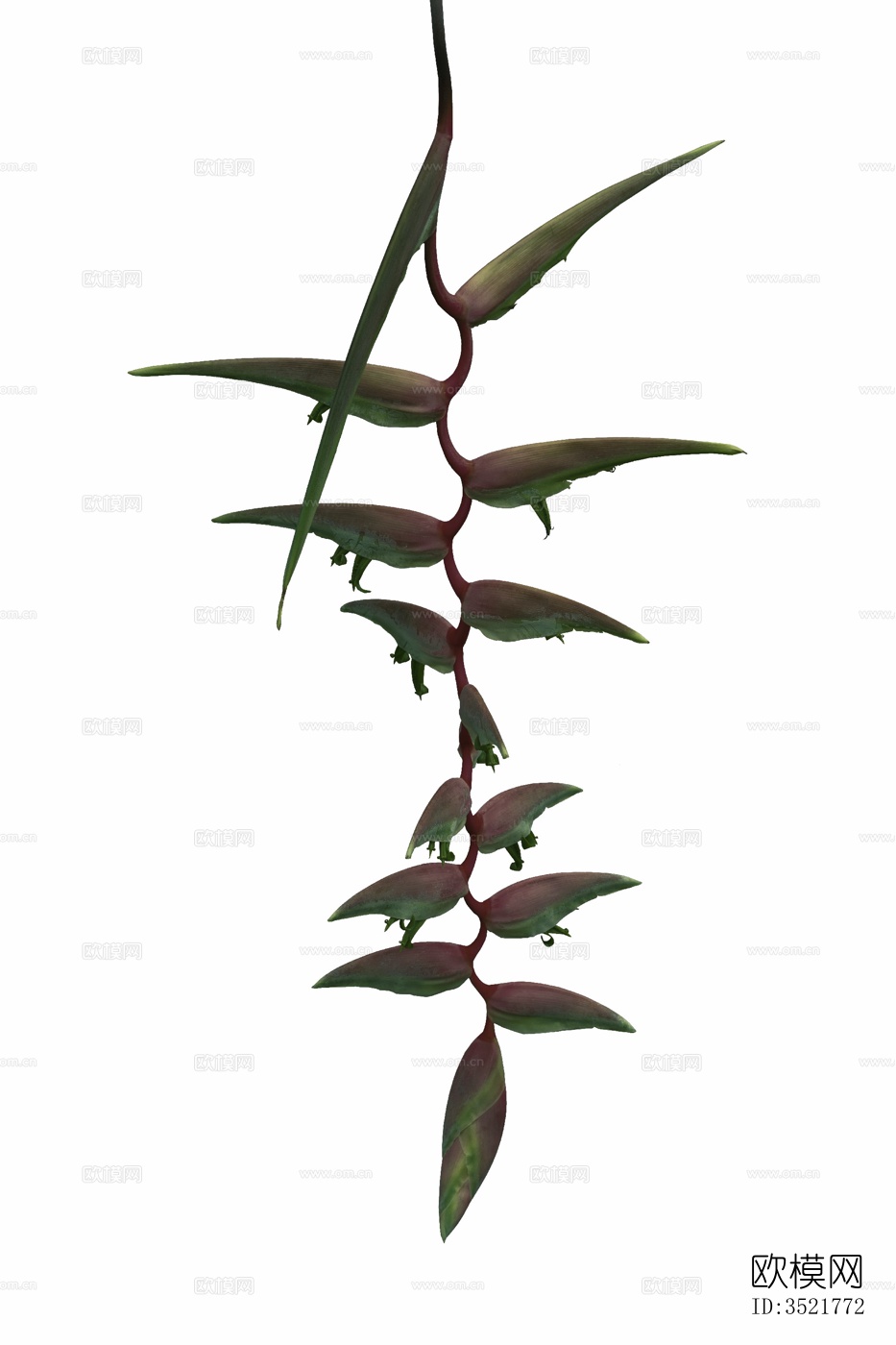 免扣素材 常绿乔木 热带植物下载