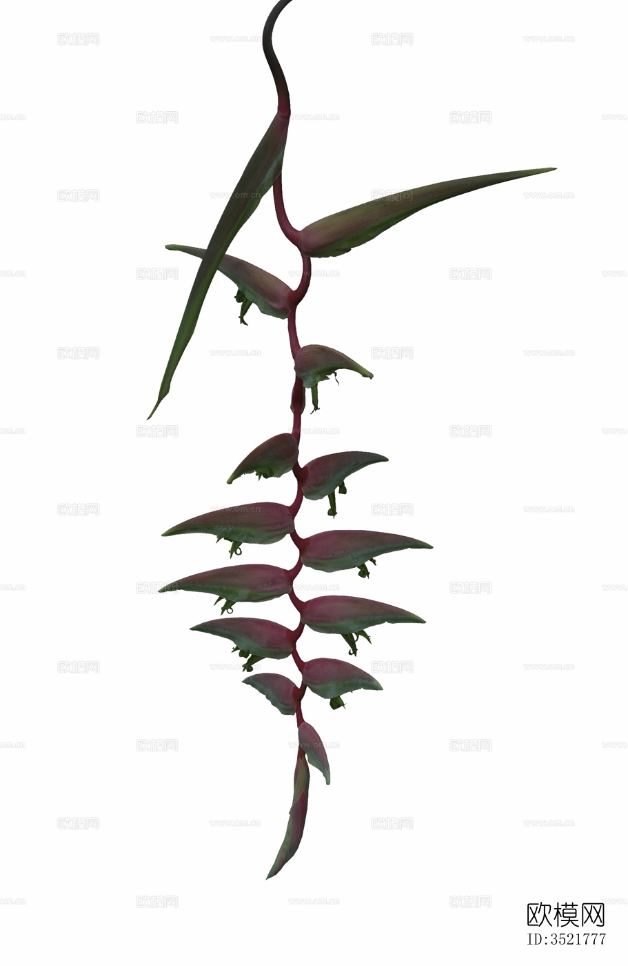 免扣素材 常绿乔木 热带植物下载