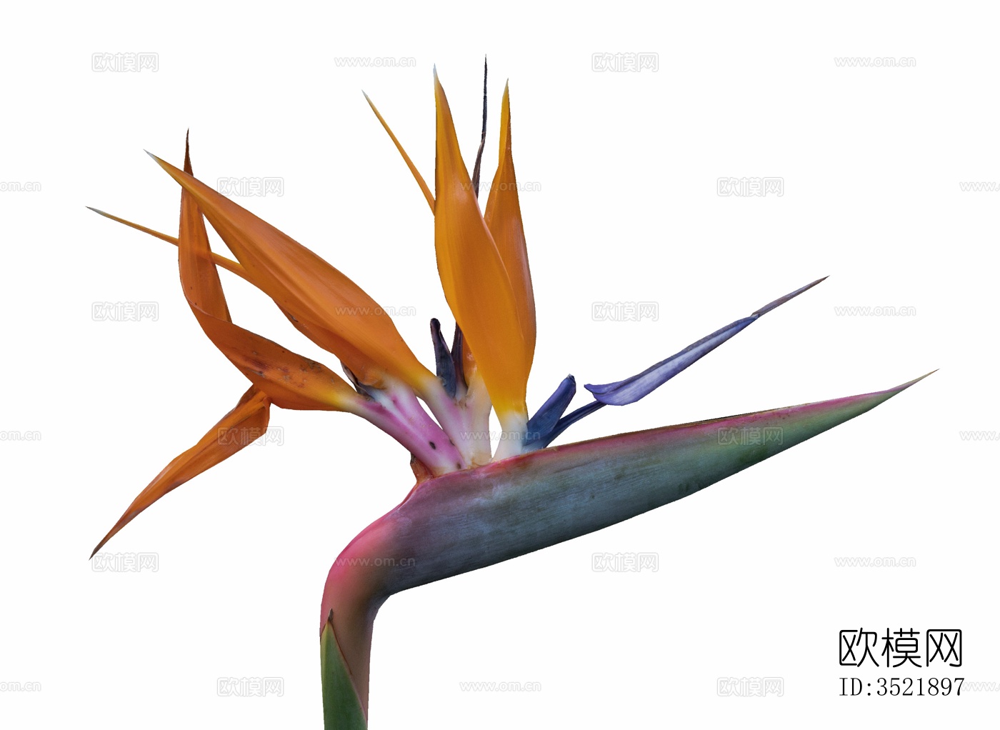 免扣素材 常绿乔木 热带植物下载