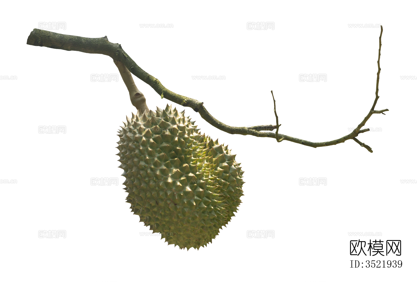 免扣素材 常绿乔木 热带植物下载