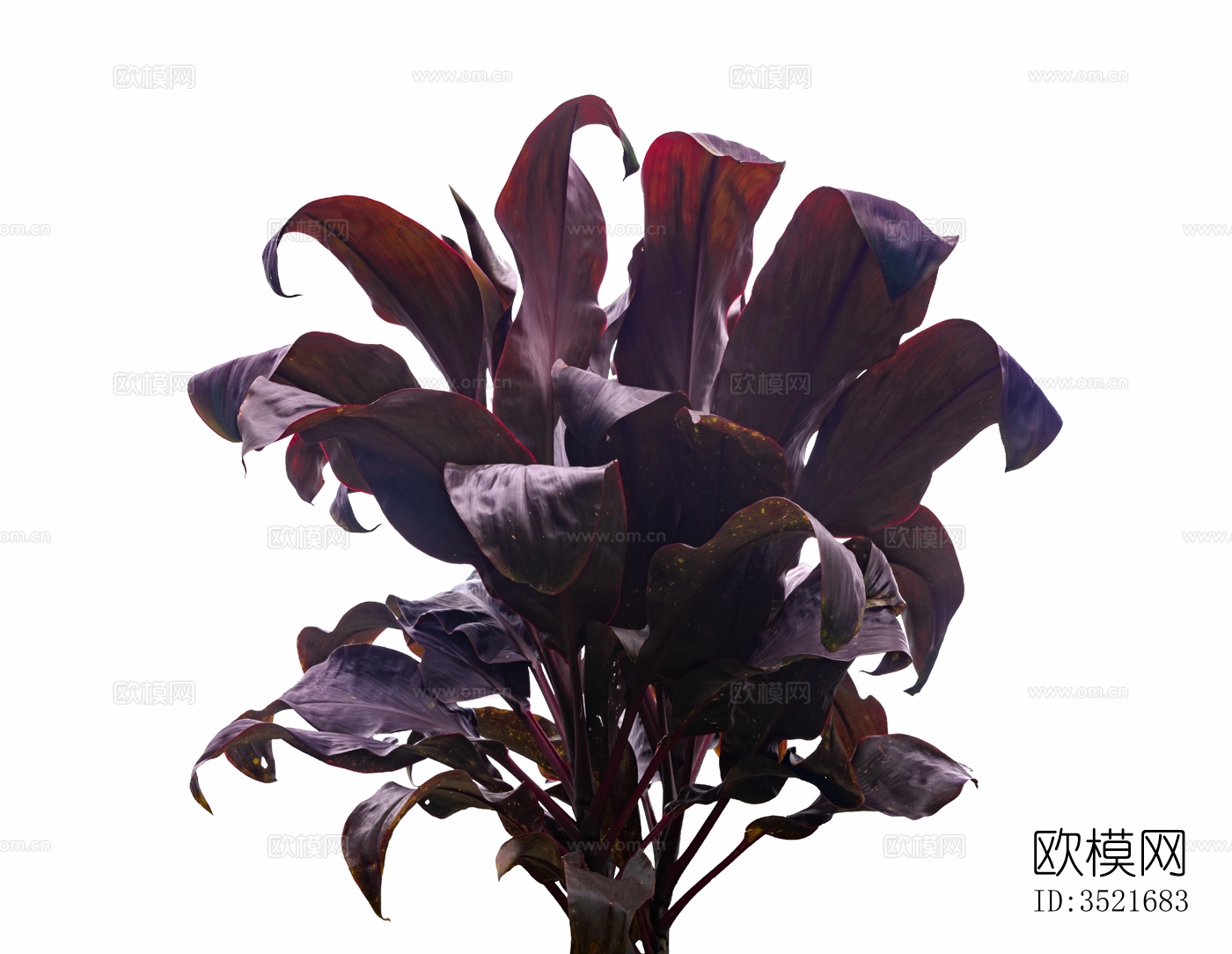 免扣素材 常绿乔木 热带植物下载