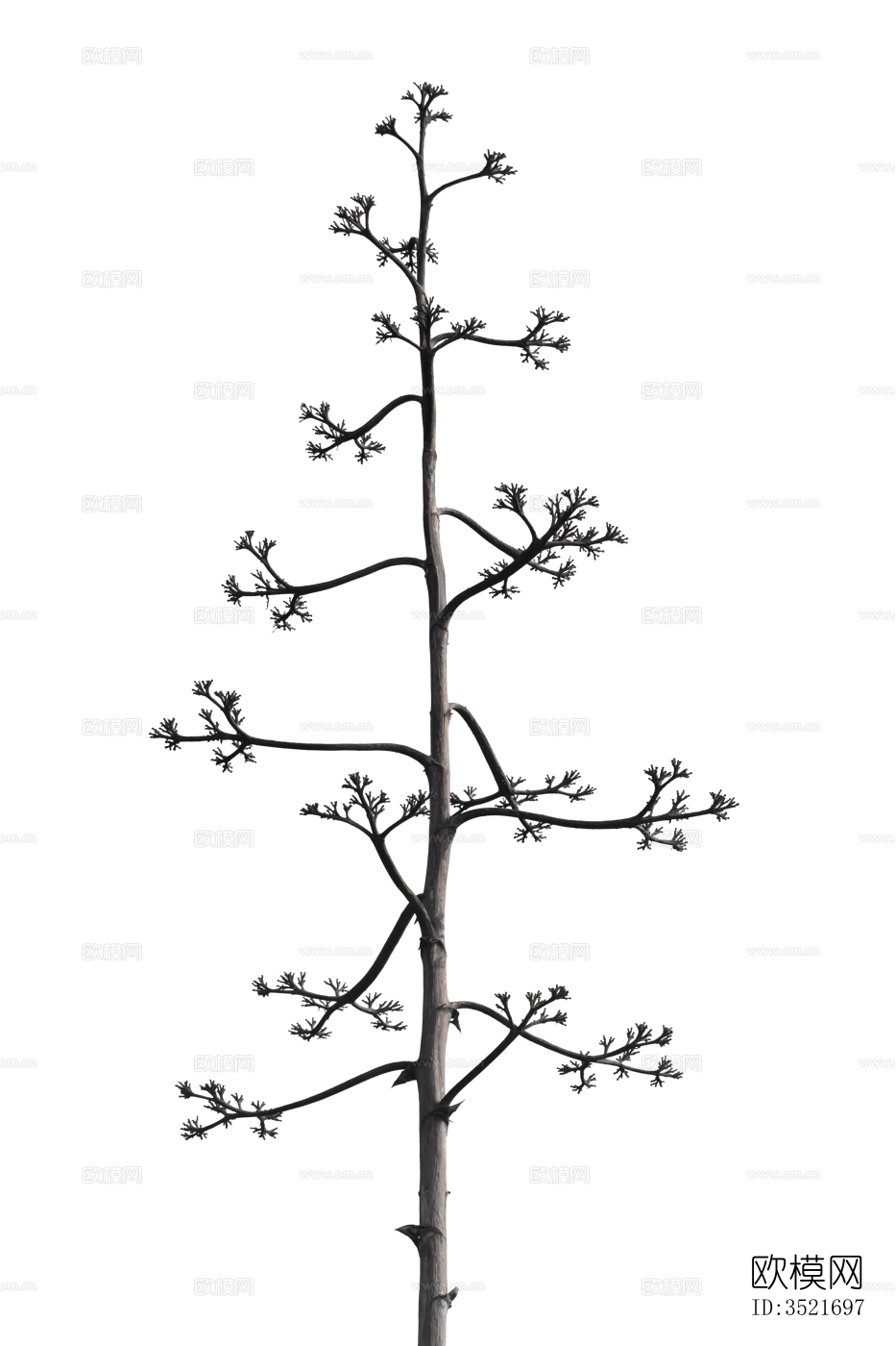 免扣素材 常绿乔木 热带植物下载