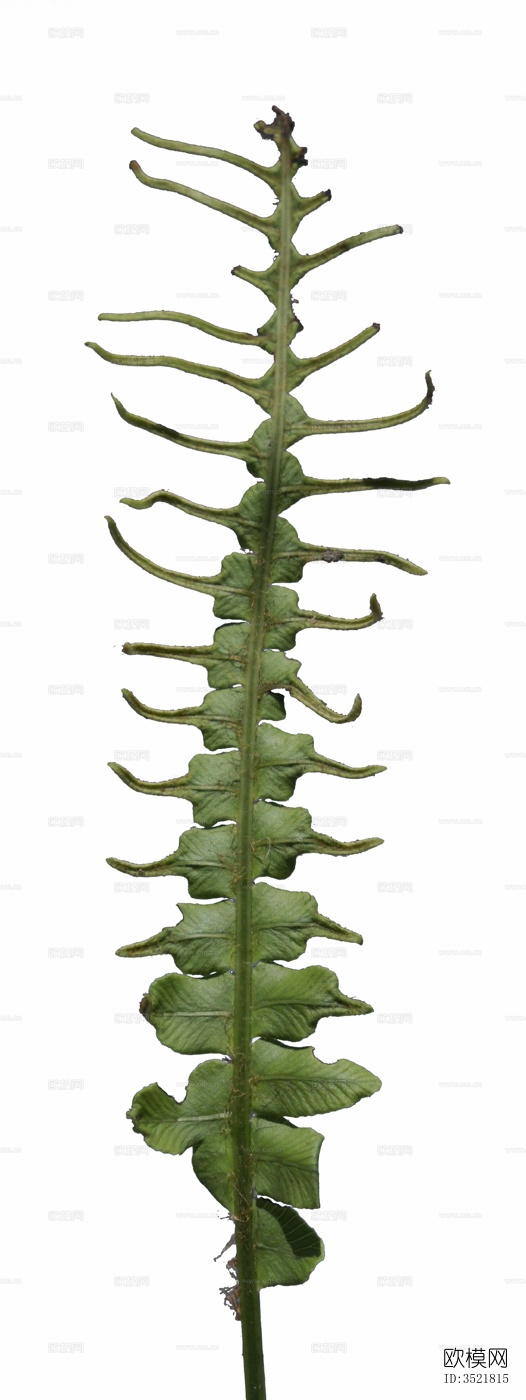 免扣素材 常绿乔木 热带植物下载