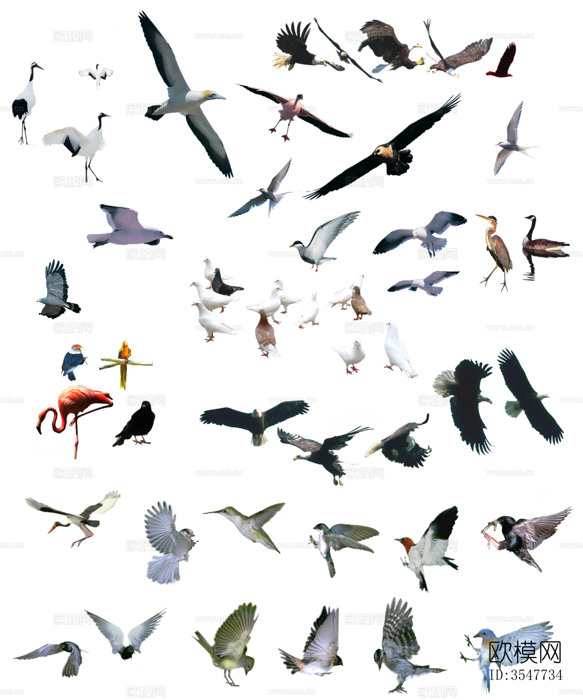 psd免抠鸽子家雀大雁鸟类飞鸟动物下载