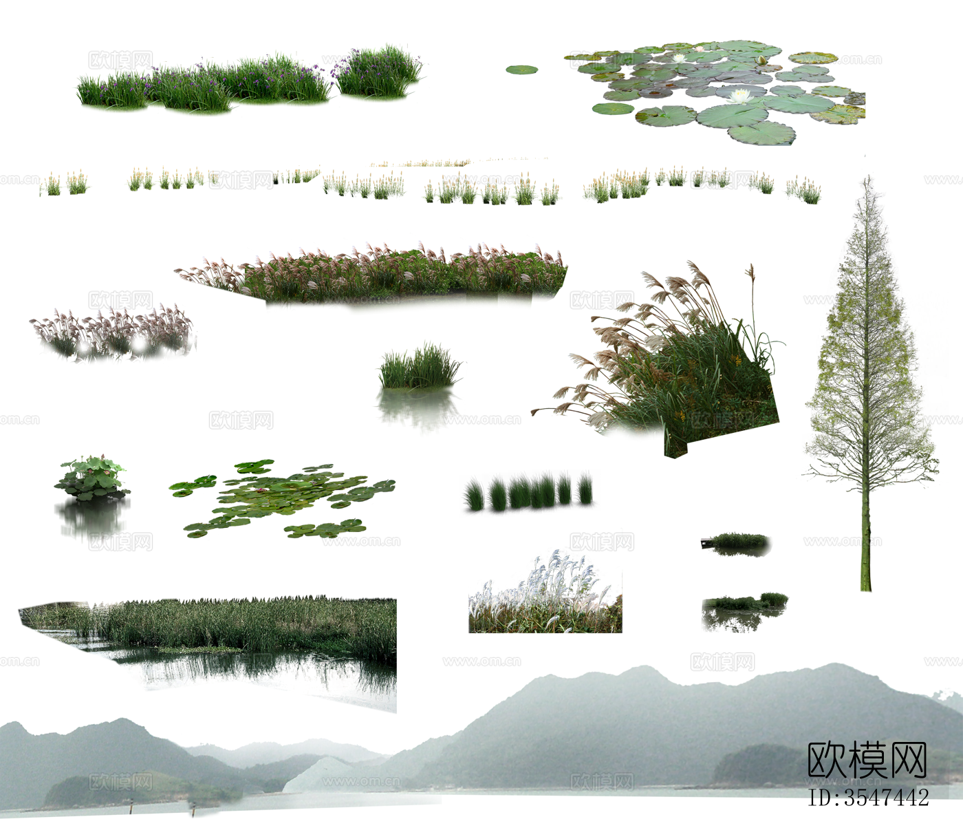 景观植物荷花荷叶水杉山脉下载