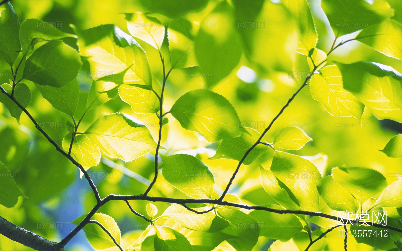 现代透光树叶外景下载